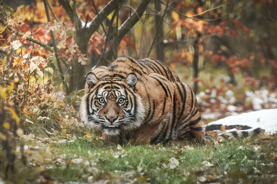 Фото: Зоопарк Вроцлав тигр