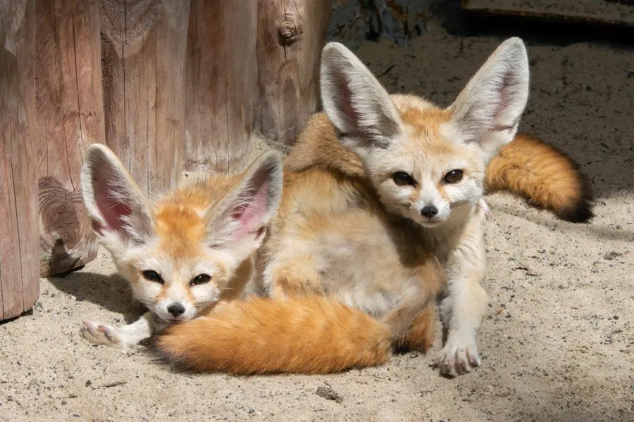 Фото: Зоопарк Краків дикі вушаті лисиці