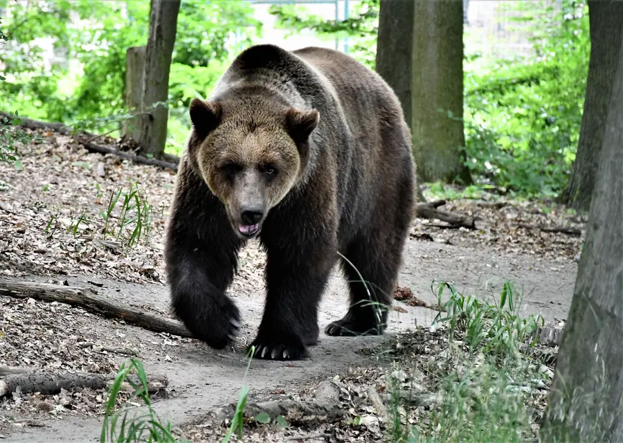 Фото: Зоопарк Познань ведмідь
