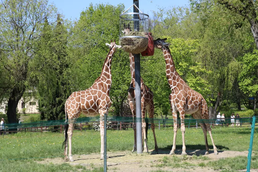 Фото: Зоопарк Катовіце жирафи