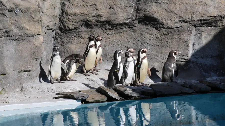 Фото: Зоопарк Катовіце пінгвін