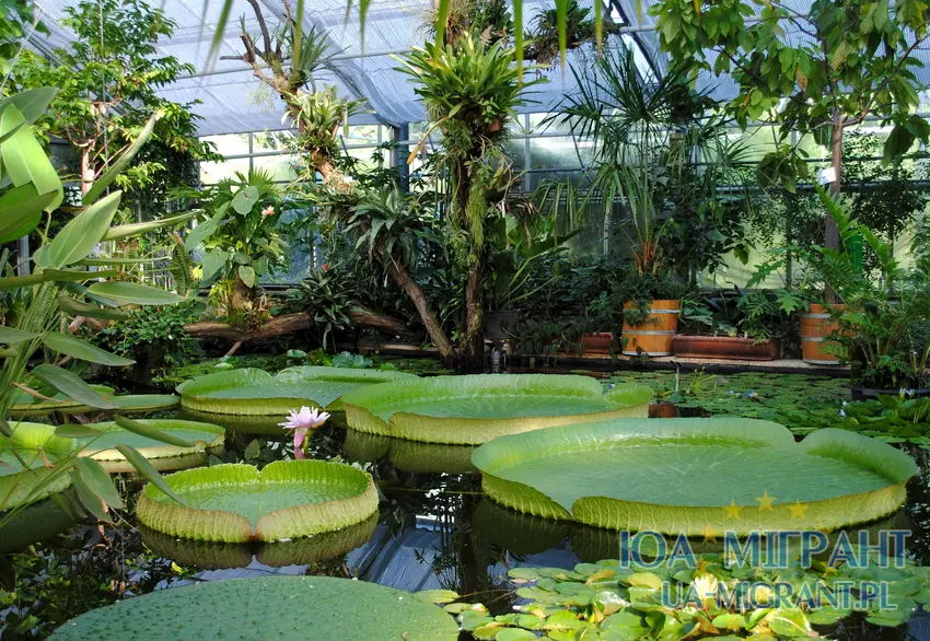 Ботанічний сад Дрездена (Botanischer Garten der Technischen Universität Dresden)