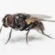 дивовижні факти про муху