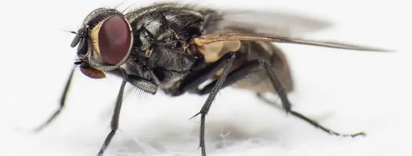 дивовижні факти про муху