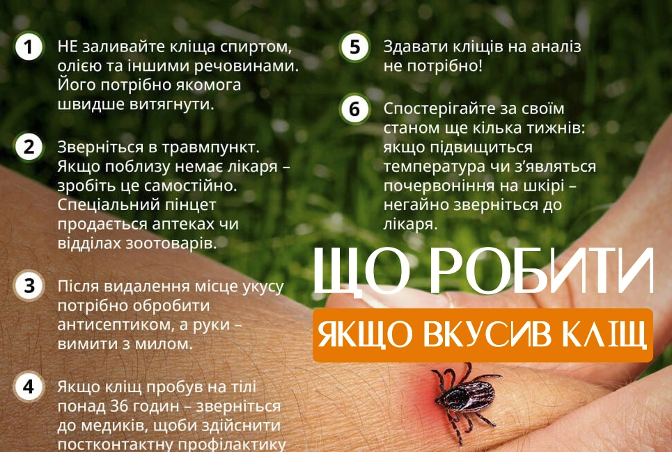 Коротенька пошагова інструкція дій в разі укуса кліща у Польщі