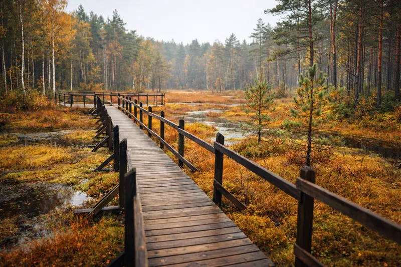 Ścieżka edukacyjna «Goździkowe Bagno»