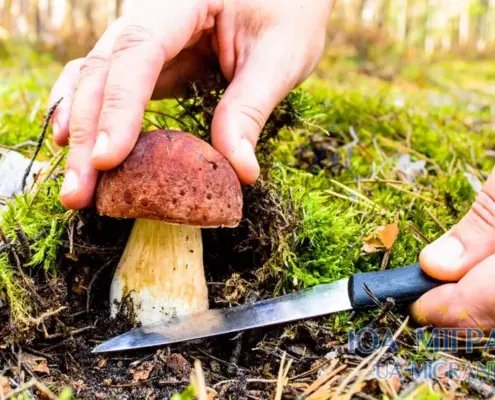 Грибний сезон у Німеччині