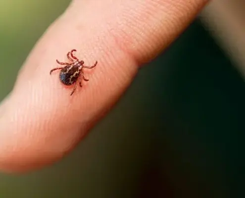 Кліщі активізувались у Польщі