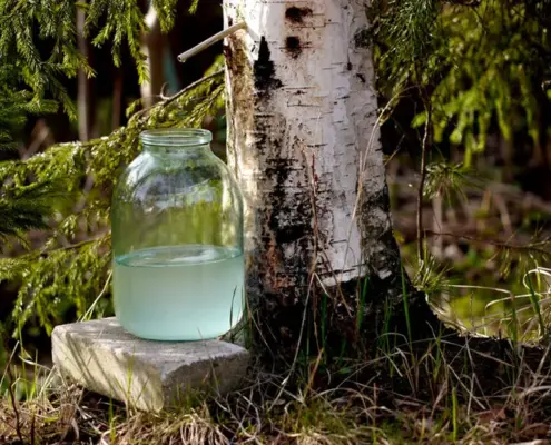 Березовий сік у Польщі