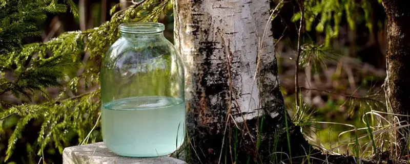 Березовий сік у Польщі