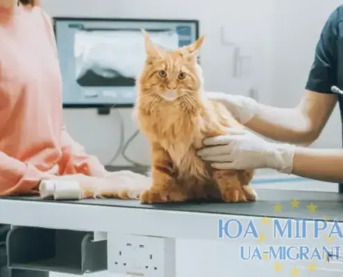 Медстрахування для тварин у Німеччині