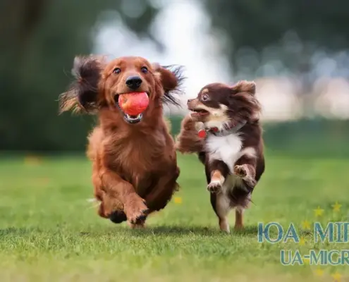 Собака в Німеччині