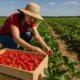 Сезонна робота в Польщі 2025