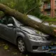 Що робити, якщо в Польщі на авто впало дерево