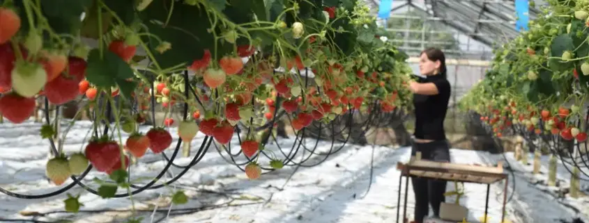 Kurzfristige Beschäftigung у Німеччині