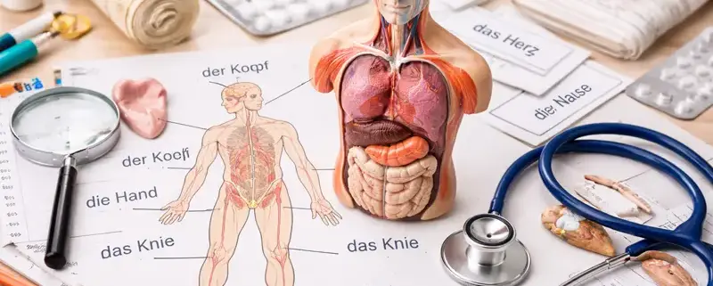 Частини тіла німецькою